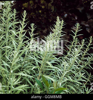 Artemisia ludoviciana - `Silver Queen' AGM   TRS109305 Stock Photo